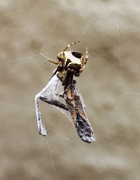 Close-up of spider and web against blurred background