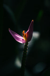 Close-up of plant