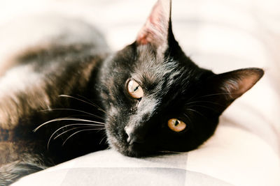 Close-up portrait of a cat