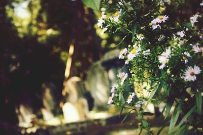 Close-up of flowers