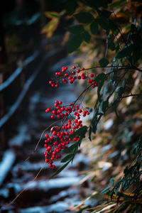 Close-up of red berries growing on tree