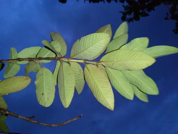 Close-up of leaves against blue sky