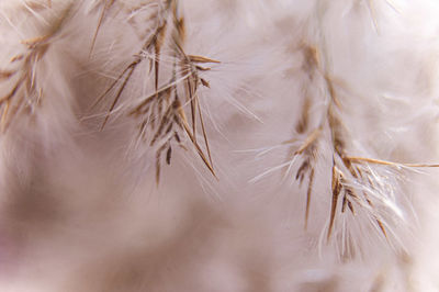 Close-up of white dandelion