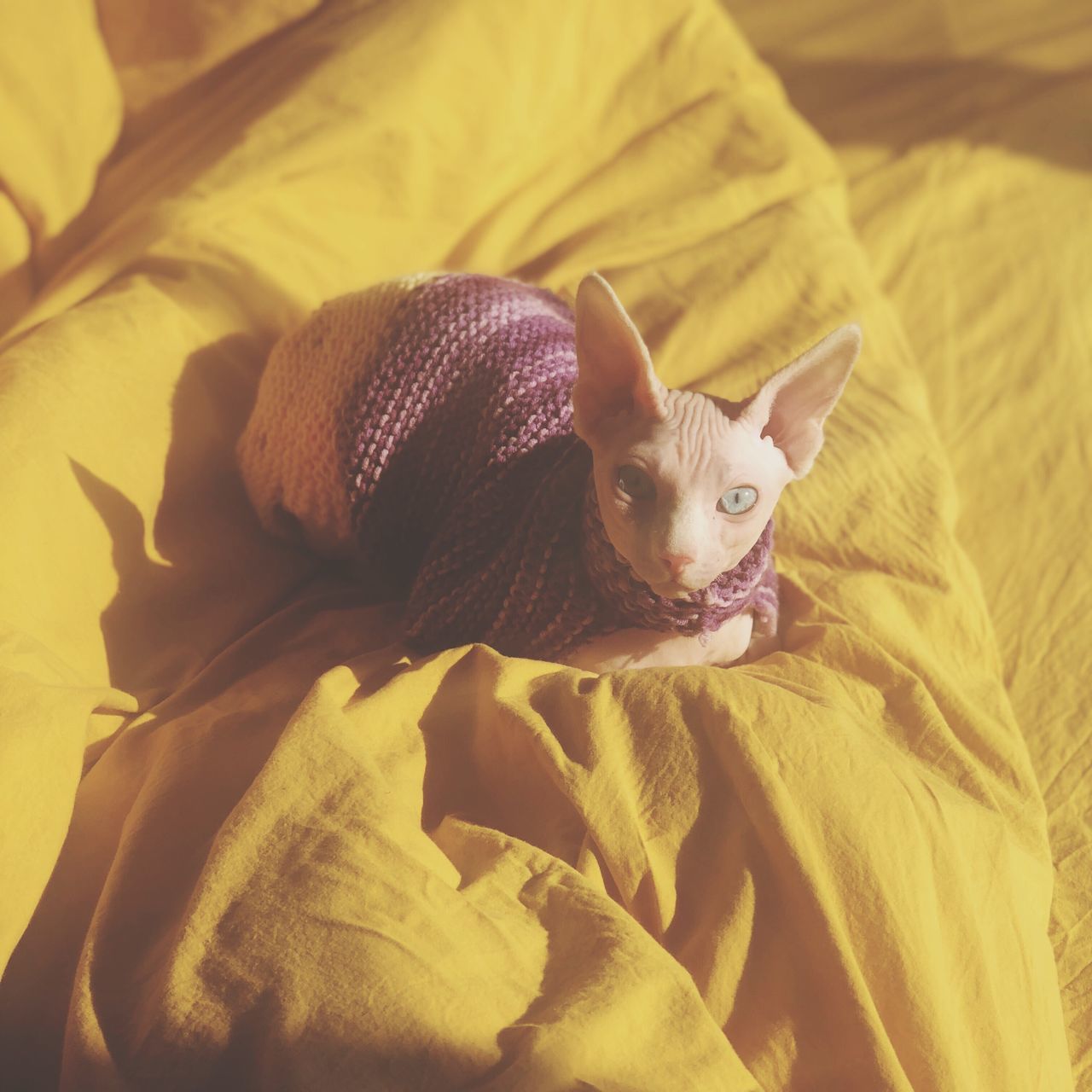 HIGH ANGLE VIEW OF A CAT RESTING ON BED