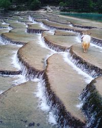 High angle view of dog in water