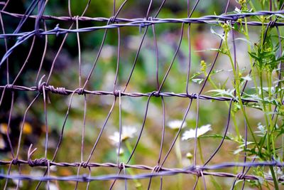 Close-up of chainlink fence