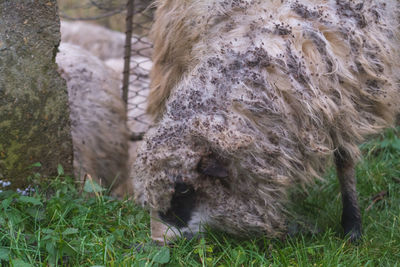 Sheep in a field