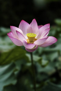 Close-up of pink water lily