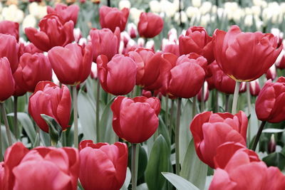 Close-up of pink tulips