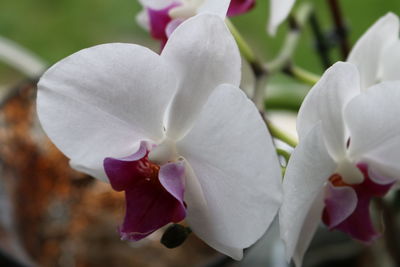 Close-up of pink orchids