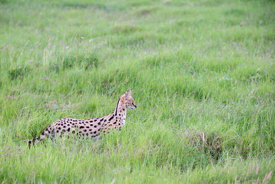 Side view of a cat on field