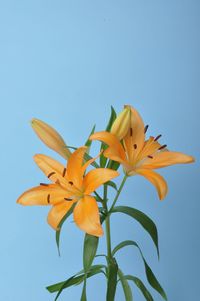 Low angle view of plant against clear blue sky