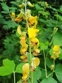 Close-up of yellow flowering plant