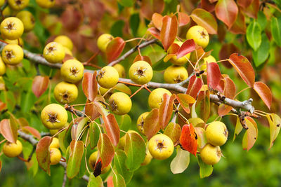 Close-up of fruits growing on plant