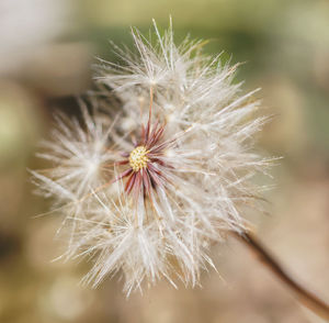 Close-up of dandelion on plant