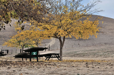 Bench in park during autumn