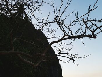 Low angle view of bare tree against clear sky