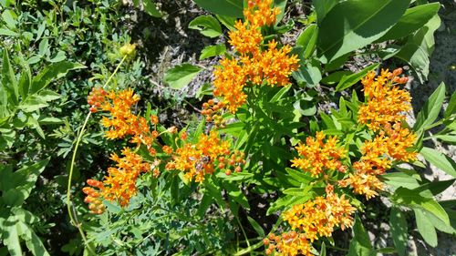 Close-up of orange marigold flowers