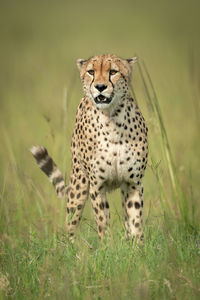 Cheetah stands in tall grass looking ahead