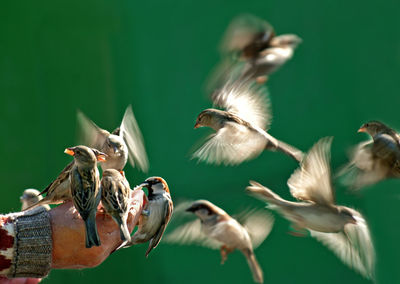 Close up of an animal