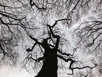 Low angle view of silhouette bare tree against sky