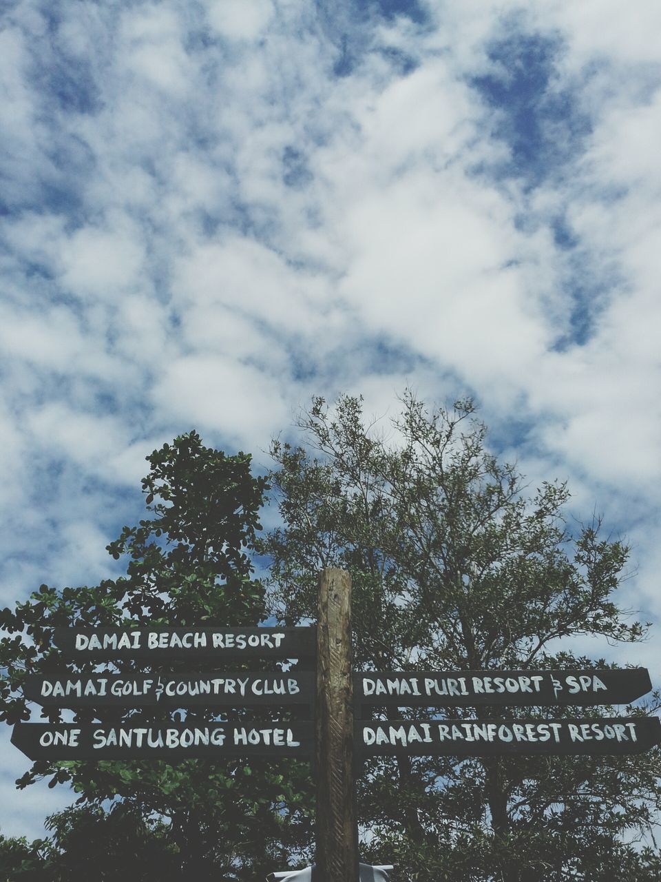 tree, low angle view, sky, cloud - sky, growth, branch, nature, cloudy, tranquility, cloud, beauty in nature, day, outdoors, bare tree, tree trunk, no people, scenics, tranquil scene, high section, text