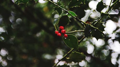 Close-up of red berries growing on tree