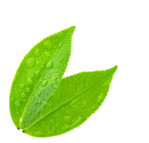 Close-up of fresh green leaves against white background