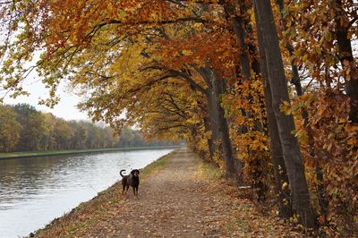 Dog walking at the mittellandkanal during autumn