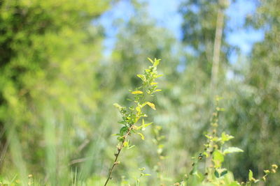 Plant growing on field