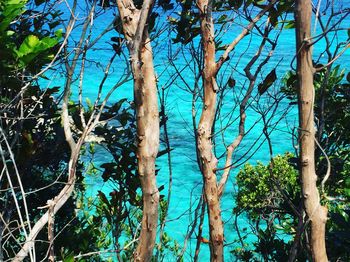 Low angle view of trees