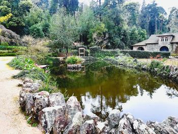 Plants growing by lake