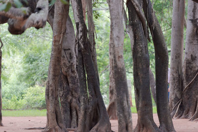 Close-up of pine tree trunk in forest