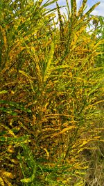 Close-up of fresh green plants