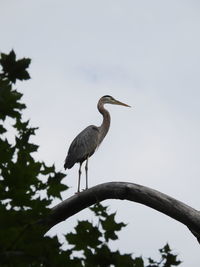 Low angle view of great blue heron bird perching on tree against sky