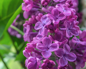 Close-up of pink flowering plant