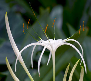 Hymenocallis flower also known as spider lily close-up view