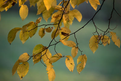 Close-up of yellow leaves against blurred background