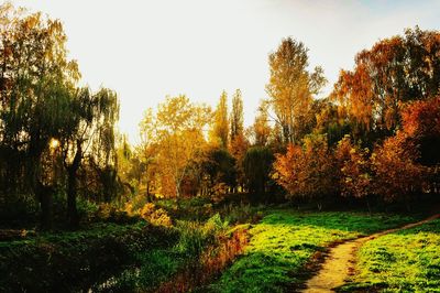 Trees growing in forest against sky during autumn