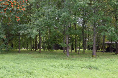 Trees in forest