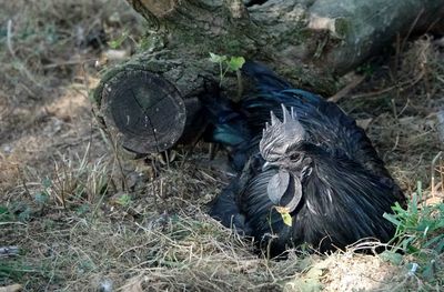 High angle view of bird on field