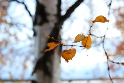 Low angle view of autumn leaves on tree