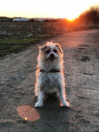 Portrait of dog looking away