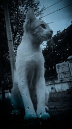 Low angle view of a cat looking away