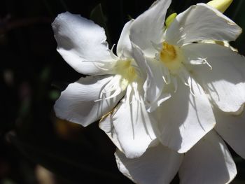 Close-up of white cherry blossoms blooming outdoors