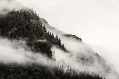 Trees on mountain during foggy weather