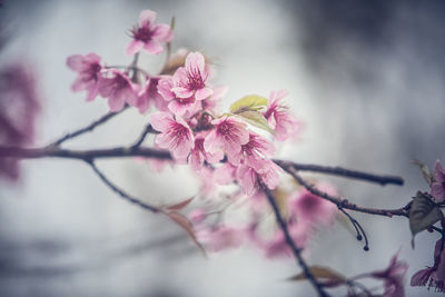 Close-up of pink cherry blossoms in spring