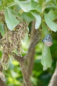 Close-up of butterfly pollinating flower