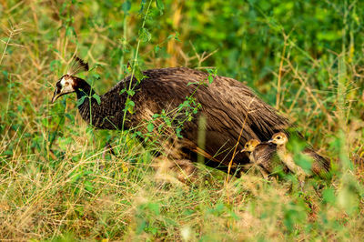 Side view of a bird on field