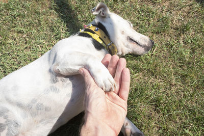 High angle view of hand holding dog on field